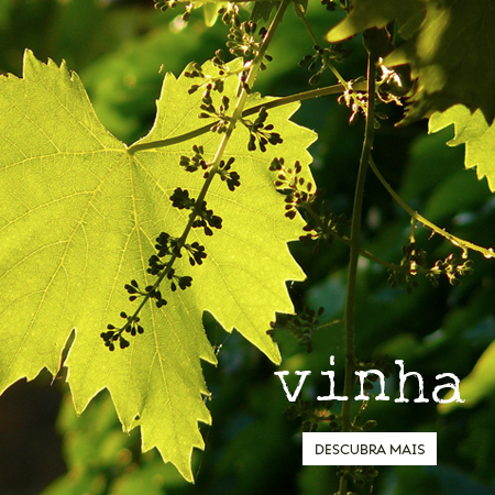 Vinha